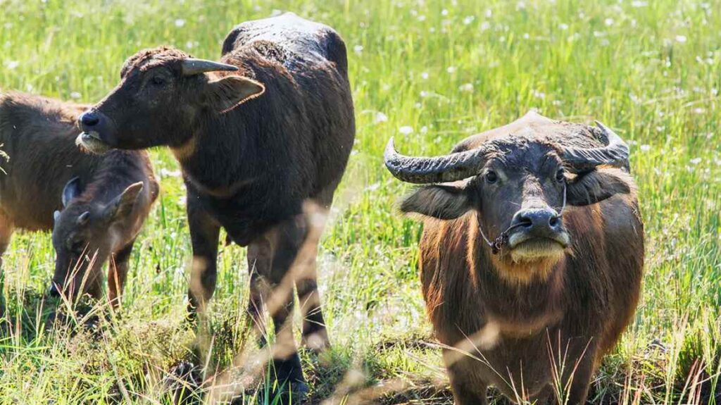 Buffalo Milk and Lactose Intolerance