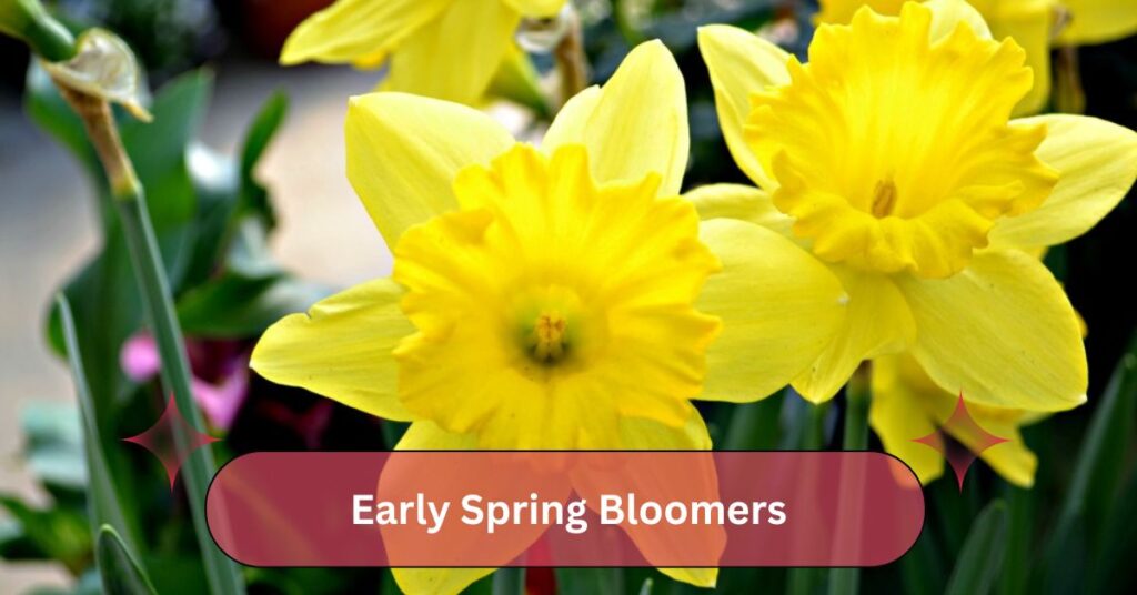 Early Spring Bloomers