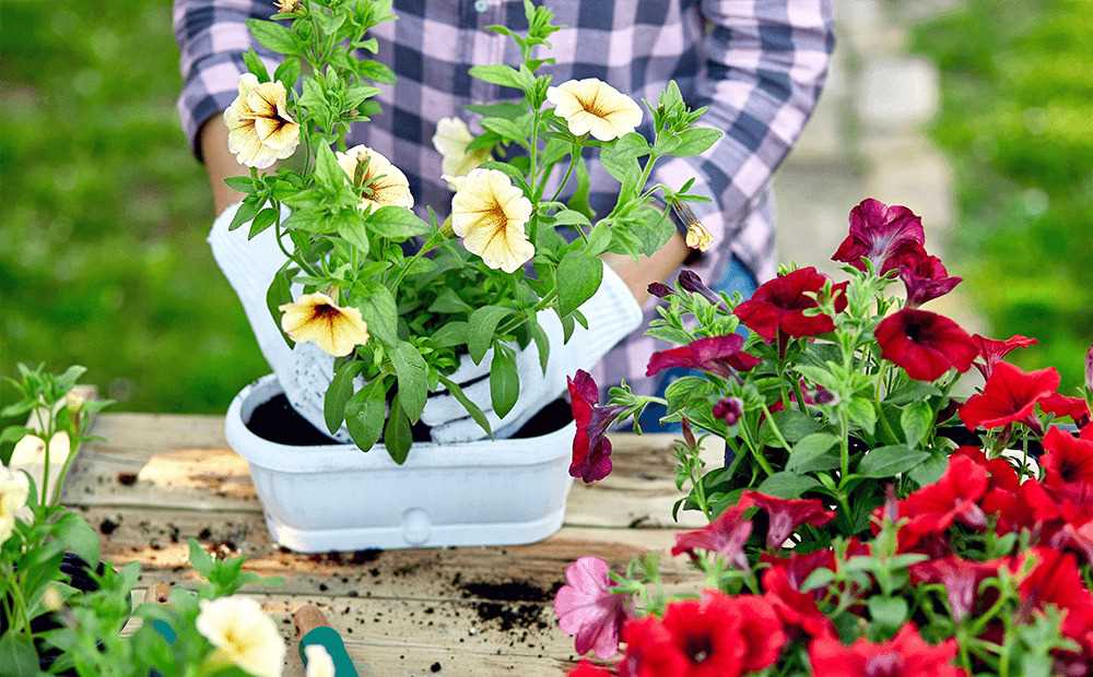 Essential Tips for Planting and Caring for Early Spring Bloomers