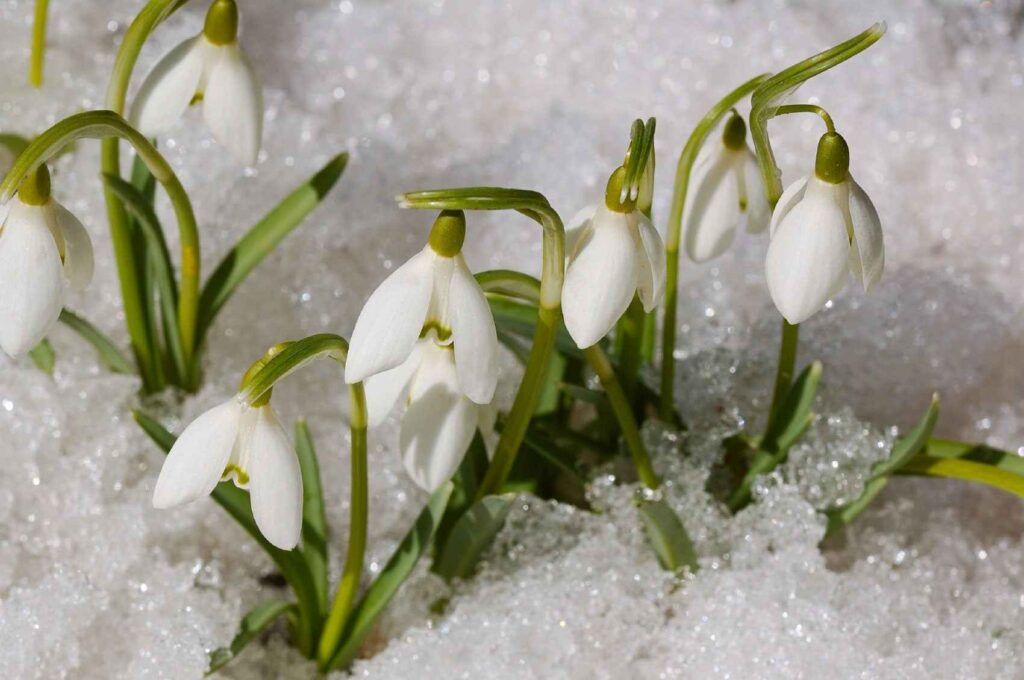 What Are Early Spring Bloomers?